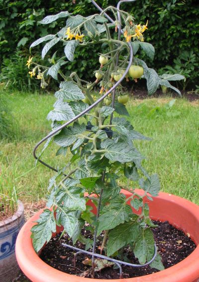 potted tomato 1